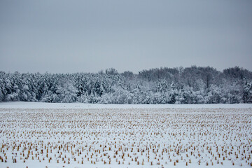 Snow covered harvested cornfield after a snowstorm in Wisconsin