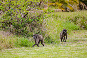 Baboons at Abandoned Shelters