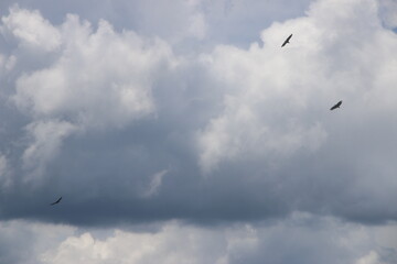 sky
birds
jote black head
clouds
overcast
landscape
nature
iguazu 
fauna
argentina
sudamerica