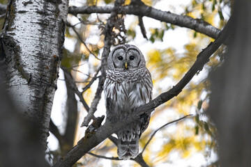 Forest Sentinel. Barred Owl (Strix varia) with wide, ever watching eyes.  Bird of prey perched in...