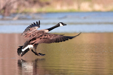 Cleared to Land. Canada Goose (Branta canadensis) just before touchdown on glassy water. Waterfowl...