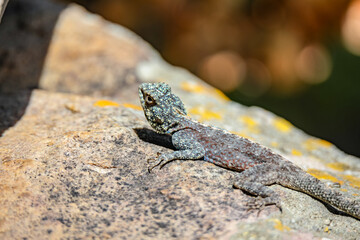 Southern Rock Agama