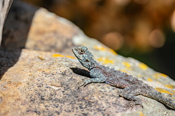 Southern Rock Agama