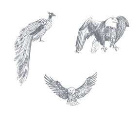 Drawing of a flying eagle, peacock drawn in pencil