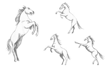 Fototapeta na wymiar Sketch of a racehorse