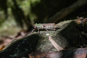 Phymateus Leprosus (Locust)