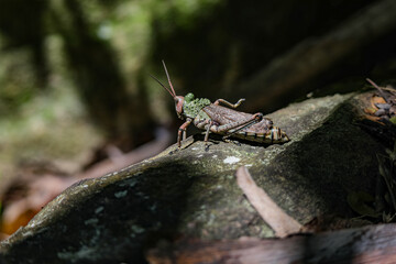 Phymateus Leprosus (Locust)