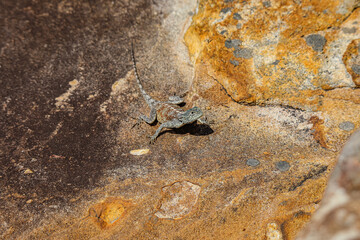 Southern Rock Agama