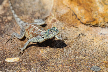 Southern Rock Agama