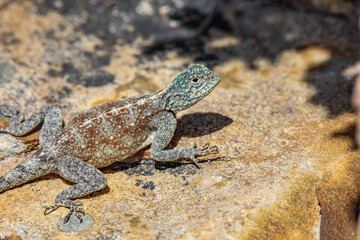 Southern Rock Agama