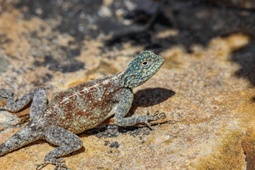Southern Rock Agama