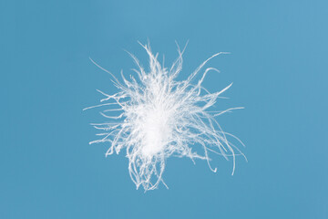 close up of a white down feather isolated on blue background. - obrazy, fototapety, plakaty