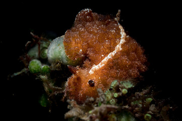 An Atagema intecta nudibranch