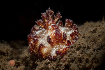 Fototapeta premium A Discodoris boholiensis nudibranch