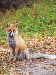 Close up of a red fox Vulpes vulpes, sitting on a path in the forest.