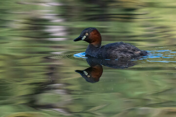 A little grebe is swimming in the lake