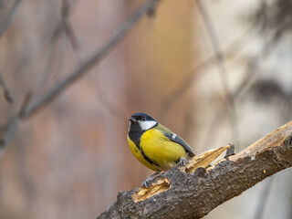 Cute bird Great tit, songbird sitting on the branch with blured background