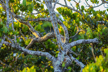 Jungle Trees in Dawn