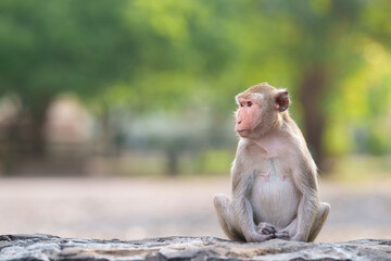 Portrait, alone Monkey or Macaca, its sit absently on rock, wait,  looks lonely and cute, moment...