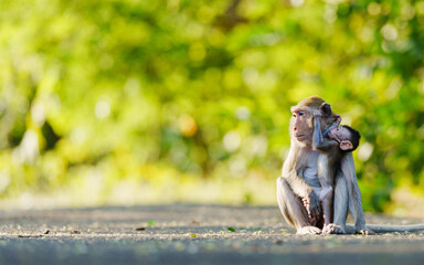 Portrait Macaca, baby monkey snuggled up in her mother's arms, in forest park shows love and care, is not far from her body, look warm, grateful, happy. Leave free space for banner text input.