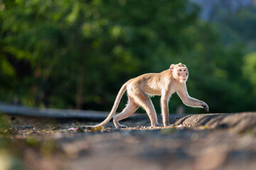 Fototapeta na wymiar Portrait, young monkey or Macaca in nature forest, it standing position looked full body elegant, walk forward alone on outdoor green background, Khao Ngu Stone Park, Thailand. Free space for text.
