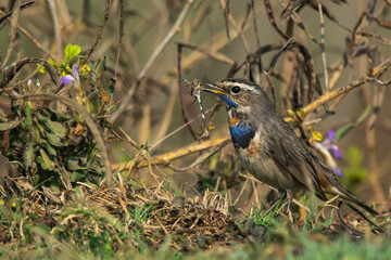 blue throat witch catch