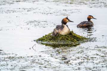 A pair of water birds, Great Crested Grebe, feeding chick at nest.