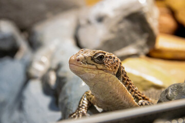 lizad on a rock. lizad on a tree. color wall as background. close up lizard and macro wildlife....