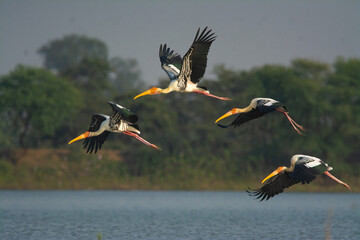 painted stork flying mode