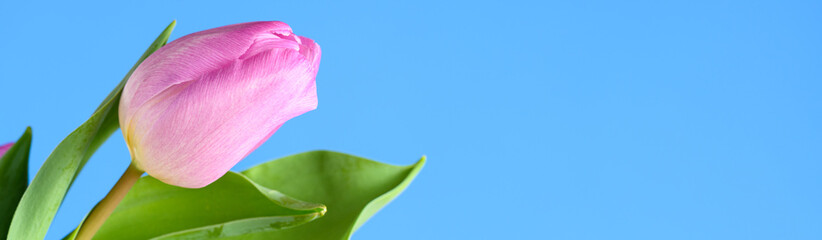 Happy Easter, fresh pink tulip stem with green leaves against a light blue background
