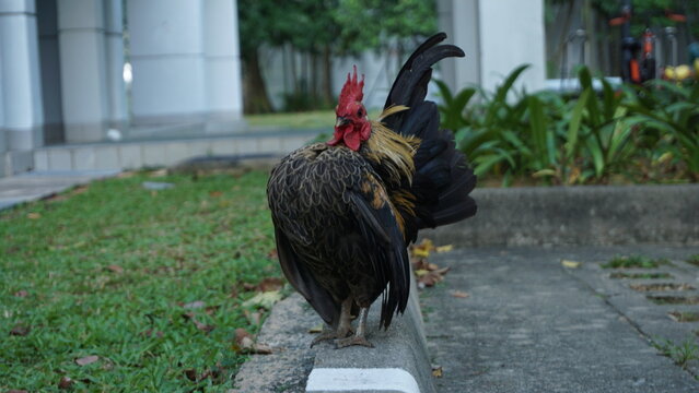 serama chicken chicken pet rooster