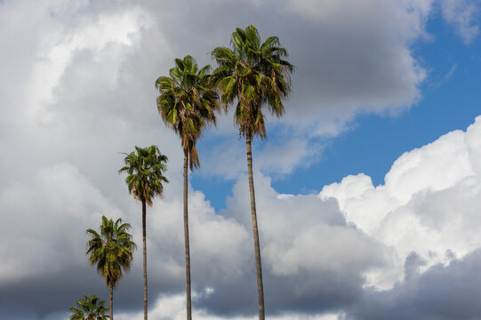 Clouds after the storm and palm trees shown in Los Angeles County, Southern California.