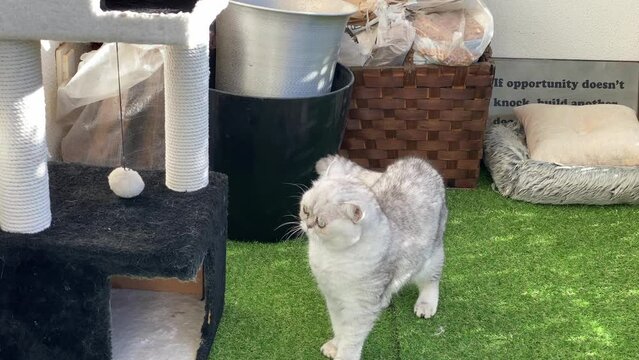 A white Persian cat enjoying shade in a spring garden. Green grass, relaxed atmosphere.