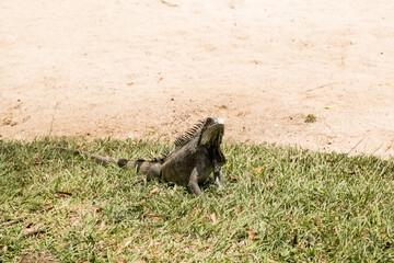 IGUANA EN EL CESPED