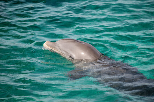 Peces y delfines