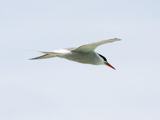 Fototapeta premium BIRDS OF CURACAO