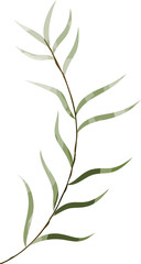 Fototapeta premium Watercolor botanical leaf branch