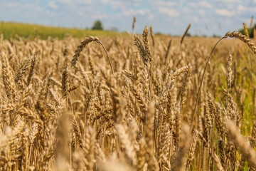 Champs de céréales