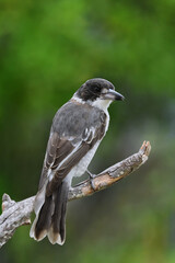 Australian adult Grey Butcherbird -Cracticus torquatus- perched looking over its shoulder to camera