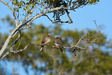 Wide shot two Australian adult Spotted Turtle-doves -Streptopelia chinensis- perched tree branch early morning sunlight 