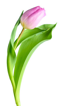 Happy Easter, fresh pink tulip stem with green leaves against a light blue background
