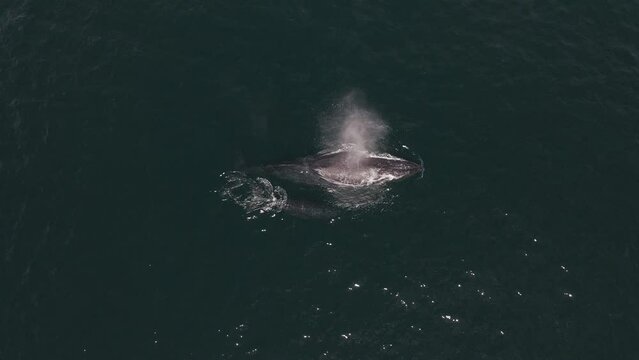 Humpback rorqual whale breathing blowhole with calf at Baja California Sur