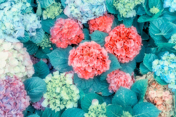 Blooming vibrant pink hydrangea flowers in garden