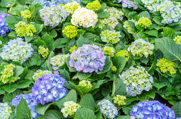 Blooming vibrant pink hydrangea flowers in garden