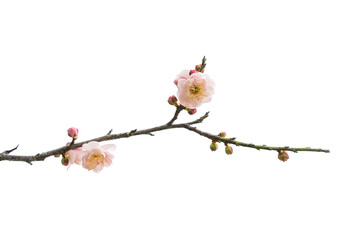 plum blooming flowers isolated on white background
