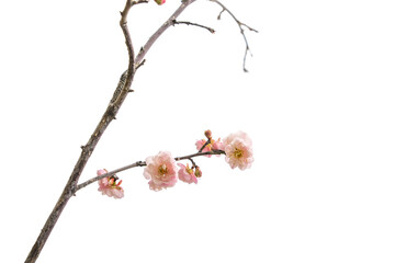 plum blooming flowers isolated on white background