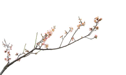 plum blooming flowers isolated on white background