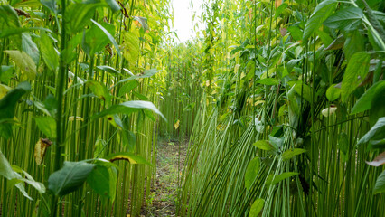A row of green jute. Closeup photo of jute. Jute is a type of bast fiber plant. Jute is the main cash crop of Bangladesh.