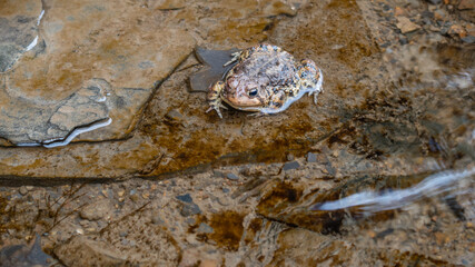 Eastern American Toad (Anaxyrus americanus americanus) in shallow cold rocky winter stream.