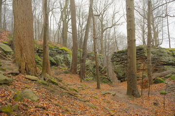 HDR photo of foggy winter forest with orange leaves on ground.